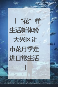 “花”样生活新体验 大兴区让市花月季走进日常生活