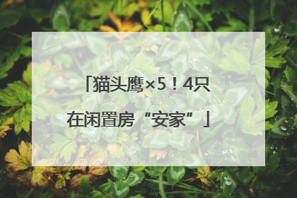 猫头鹰×5！4只在闲置房“安家”