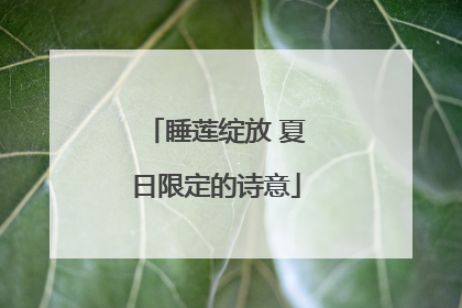 睡莲绽放 夏日限定的诗意