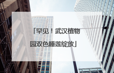 罕见！武汉植物园双色睡莲绽放
