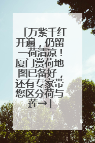 万紫千红开遍，仍留一荷清凉！厦门赏荷地图已备好，还有专家带您区分荷与莲→