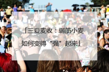 三夏麦收：弱筋小麦如何变得“强”起来