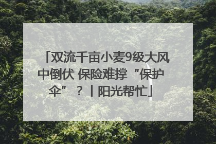 双流千亩小麦9级大风中倒伏 保险难撑“保护伞”？丨阳光帮忙