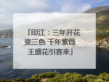 印江：三年开花变三色 千年紫薇王盛花引客来
