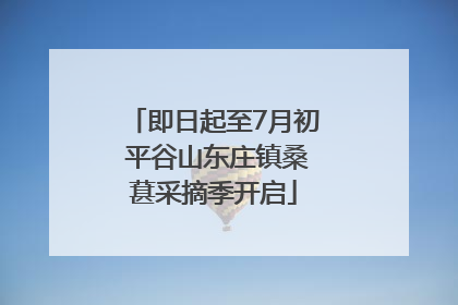 即日起至7月初 平谷山东庄镇桑葚采摘季开启