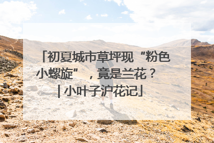 初夏城市草坪现“粉色小螺旋”，竟是兰花？ | 小叶子沪花记