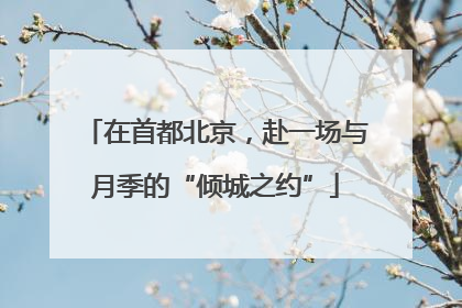 在首都北京，赴一场与月季的“倾城之约”