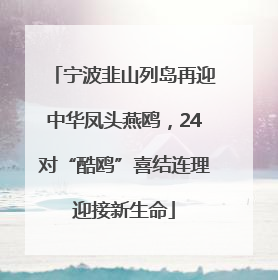 宁波韭山列岛再迎中华凤头燕鸥，24对“酷鸥”喜结连理迎接新生命