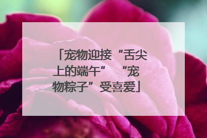宠物迎接“舌尖上的端午” “宠物粽子”受喜爱
