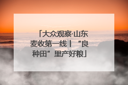 大众观察·山东麦收第一线丨“良种田”里产好粮