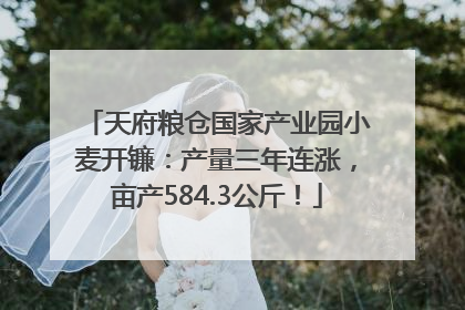 天府粮仓国家产业园小麦开镰：产量三年连涨，亩产584.3公斤！
