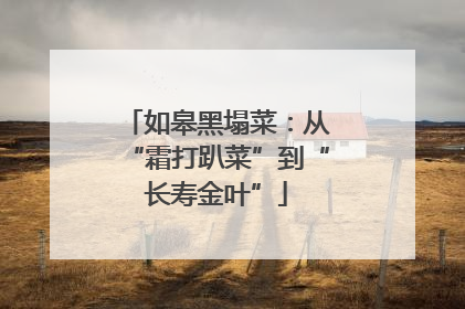 如皋黑塌菜：从“霜打趴菜”到“长寿金叶”
