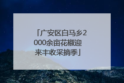 广安区白马乡2000余亩花椒迎来丰收采摘季