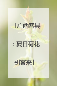 广西容县：夏日荷花引客来