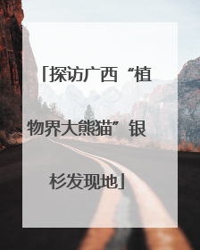 探访广西“植物界大熊猫”银杉发现地