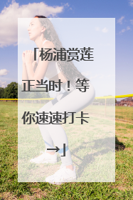 杨浦赏莲正当时！等你速速打卡→