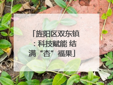 旌阳区双东镇：科技赋能 结满“杏”福果