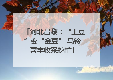河北昌黎：“土豆”变“金豆” 马铃薯丰收采挖忙