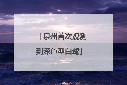 泉州首次观测到深色型白鹭
