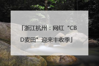 浙江杭州：网红“CBD麦田”迎来丰收季