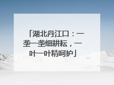 湖北丹江口：一垄一垄细耕耘，一叶一叶精呵护