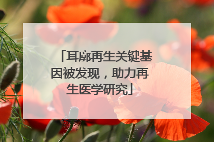 耳廓再生关键基因被发现，助力再生医学研究