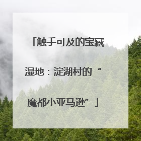 触手可及的宝藏湿地：淀湖村的“魔都小亚马逊”