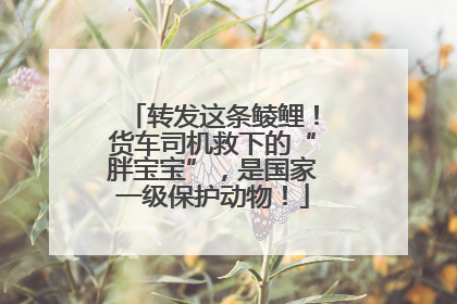 转发这条鲮鲤！货车司机救下的“胖宝宝”，是国家一级保护动物！