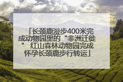 长颈鹿漫步400米完成动物园里的“非洲迁徙” 红山森林动物园完成怀孕长颈鹿步行转运