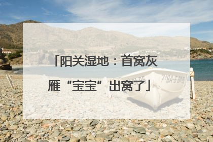 阳关湿地：首窝灰雁“宝宝”出窝了