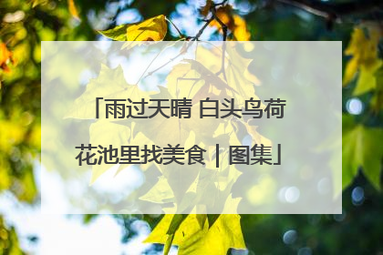 雨过天晴 白头鸟荷花池里找美食｜图集