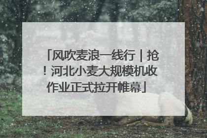 风吹麦浪一线行｜抢！河北小麦大规模机收作业正式拉开帷幕