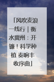 风吹麦浪一线行｜衡水冀州：开镰！科学种植 奏响丰收序曲