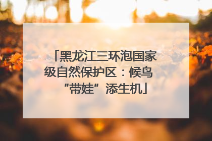 黑龙江三环泡国家级自然保护区：候鸟“带娃”添生机