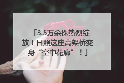 3.5万余株热烈绽放！日照这座高架桥变身“空中花廊”！